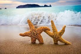 Two starfish interlocking